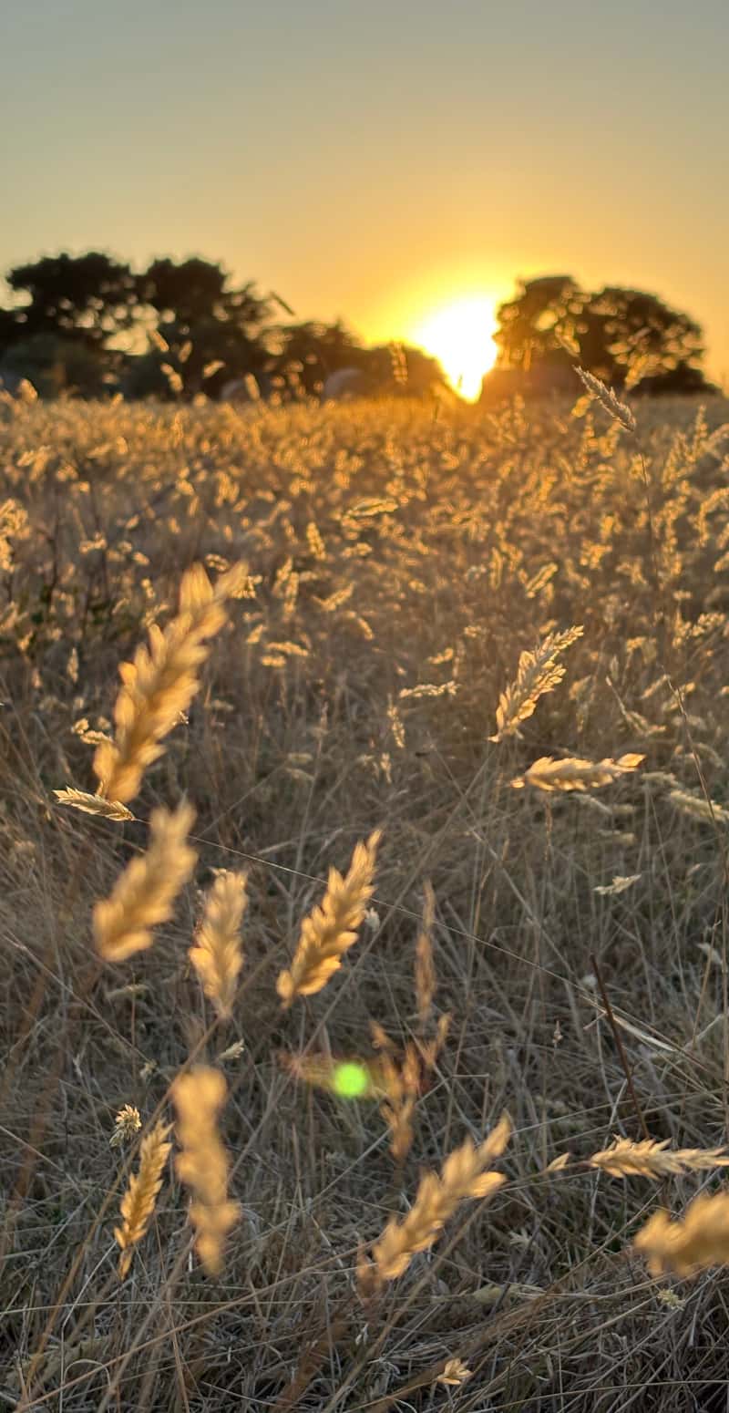 Late avondzon over het veld - Leren van het Leven
