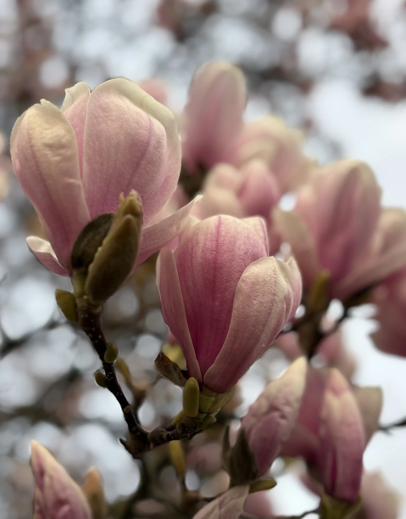 In de knop - magnolia lente - Leren van het Leven